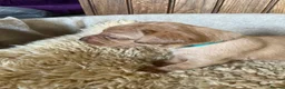 Labrador Retriever dogs for sale: Outstanding litter of yellow/fox red labradors - Advert 10