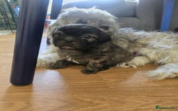 Zuchon dogs for sale: Gorgeous bichon/Shih Tzu pupples - Image 5
