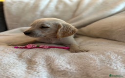 Golden Retriever dogs for sale: Golden retriever puppies ready to go  NOW 🐶🐾🦴  - Image 31