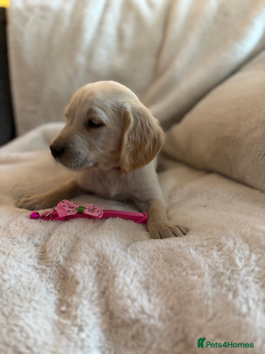 Golden Retriever dogs for sale: Golden retriever puppies ready to go  NOW 🐶🐾🦴  - Image 31