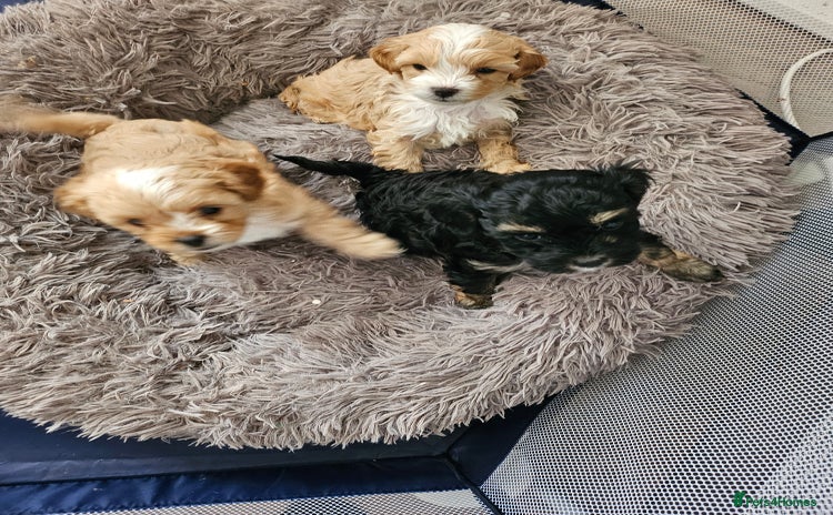 Mixed Breed dogs - Advert 1