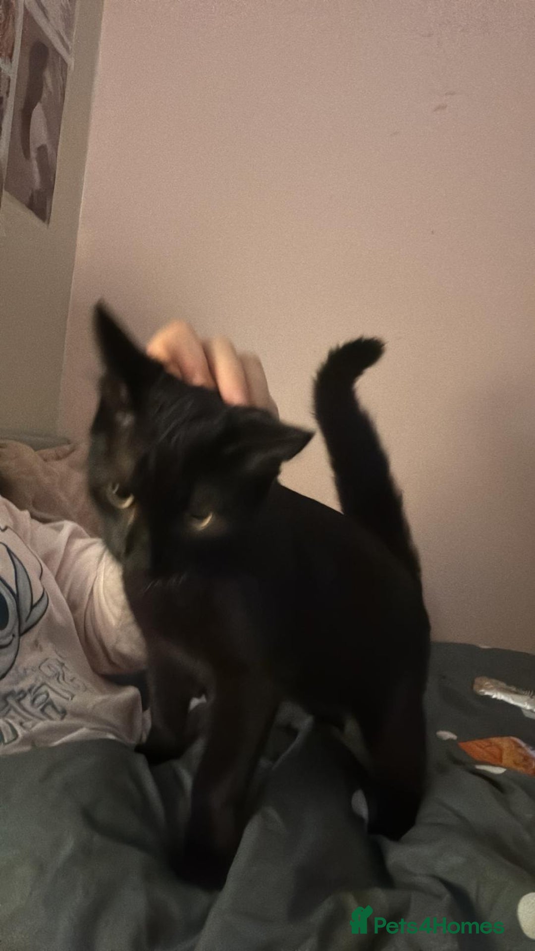 Mixed Breed cats for sale: 2 cats  - Advert 2