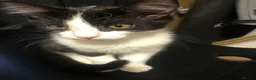 Mixed Breed cats for sale: Free Little girl Kitten in Birmingham - Advert 1