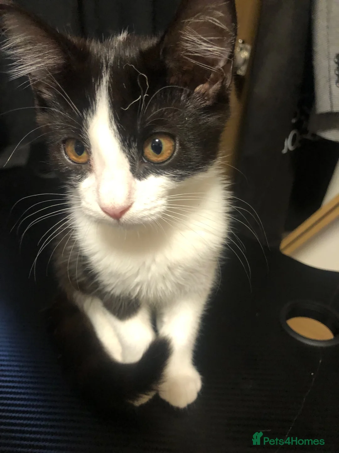 Mixed Breed cats for sale: Free Little girl Kitten in Birmingham - Advert 1