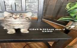 Mixed Breed cats for sale: Adorable girls are ready to meet their people! - Image 4