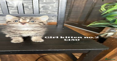 Mixed Breed cats - Advert 6
