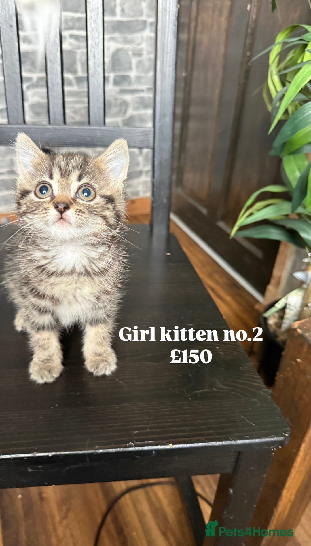 Mixed Breed cats for sale: Adorable girls are ready to meet their people! - Image 4