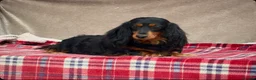 Miniature Dachshund dogs for sale: MINI LONGHAIRED KC GIRL  - Advert 5