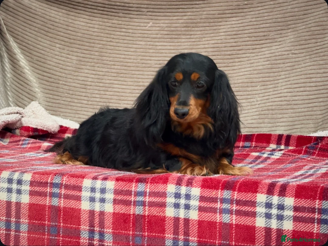 Miniature Dachshund dogs for sale: MINI LONGHAIRED KC GIRL  - Advert 5