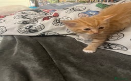 Mixed Breed cats for sale: 2 Ginger Kittens - Image 1