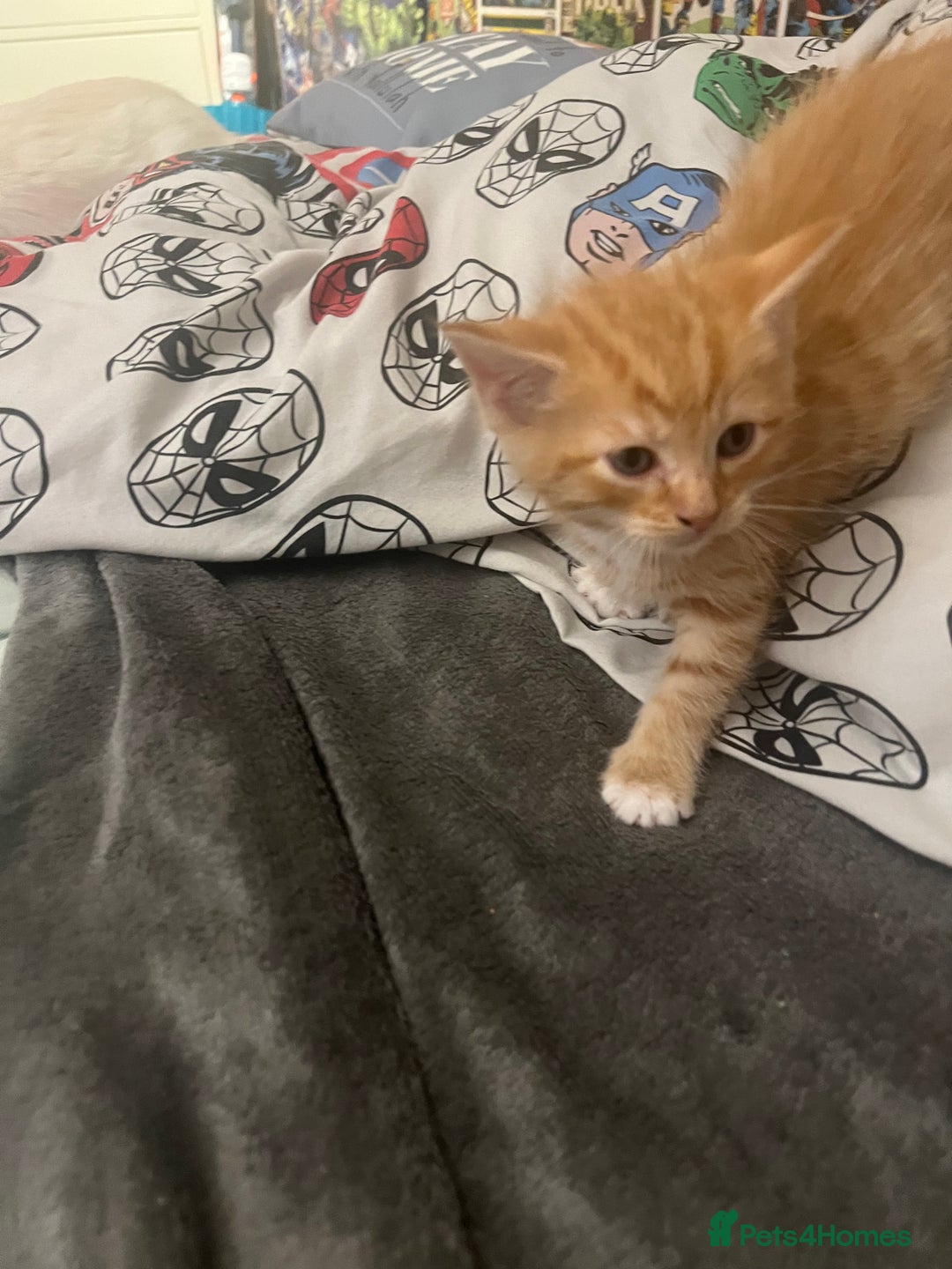 Mixed Breed cats for sale: 2 Ginger Kittens - Image 1
