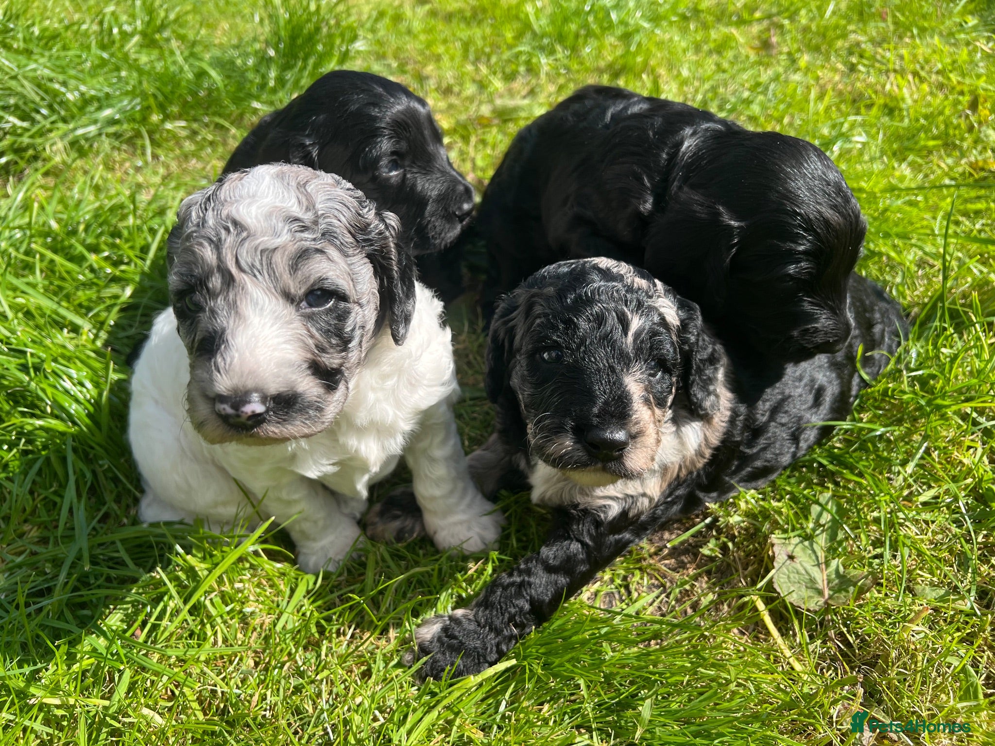 Cockapoo dogs 🐾 Beautiful Cockapoo Puppies  🐾 - Advert 14