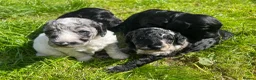 Cockapoo dogs for sale: 🐾 Beautiful Cockapoo Puppies  🐾 - Advert 1
