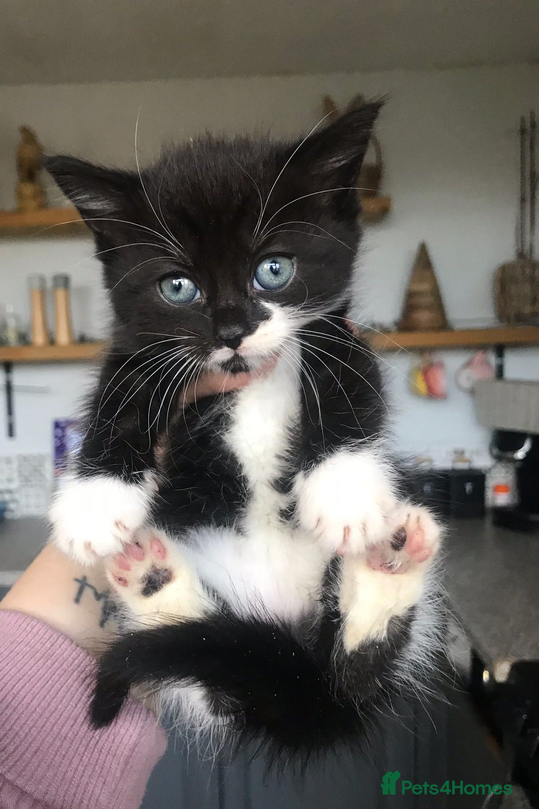 Mixed Breed cats for sale: 4 ragdoll cross mackerel tabby kittens  - Advert 3