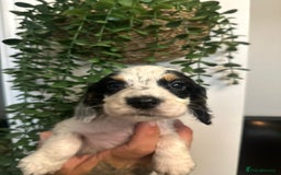 Sprocker dogs for sale: Sprocker puppies  - Image 5