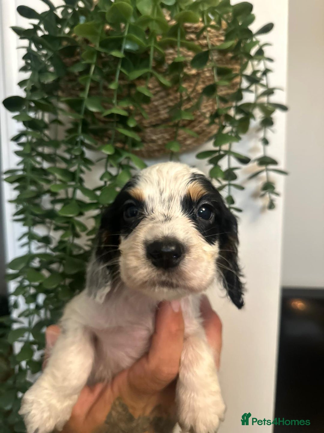 Sprocker dogs for sale: Sprocker puppies  - Image 5