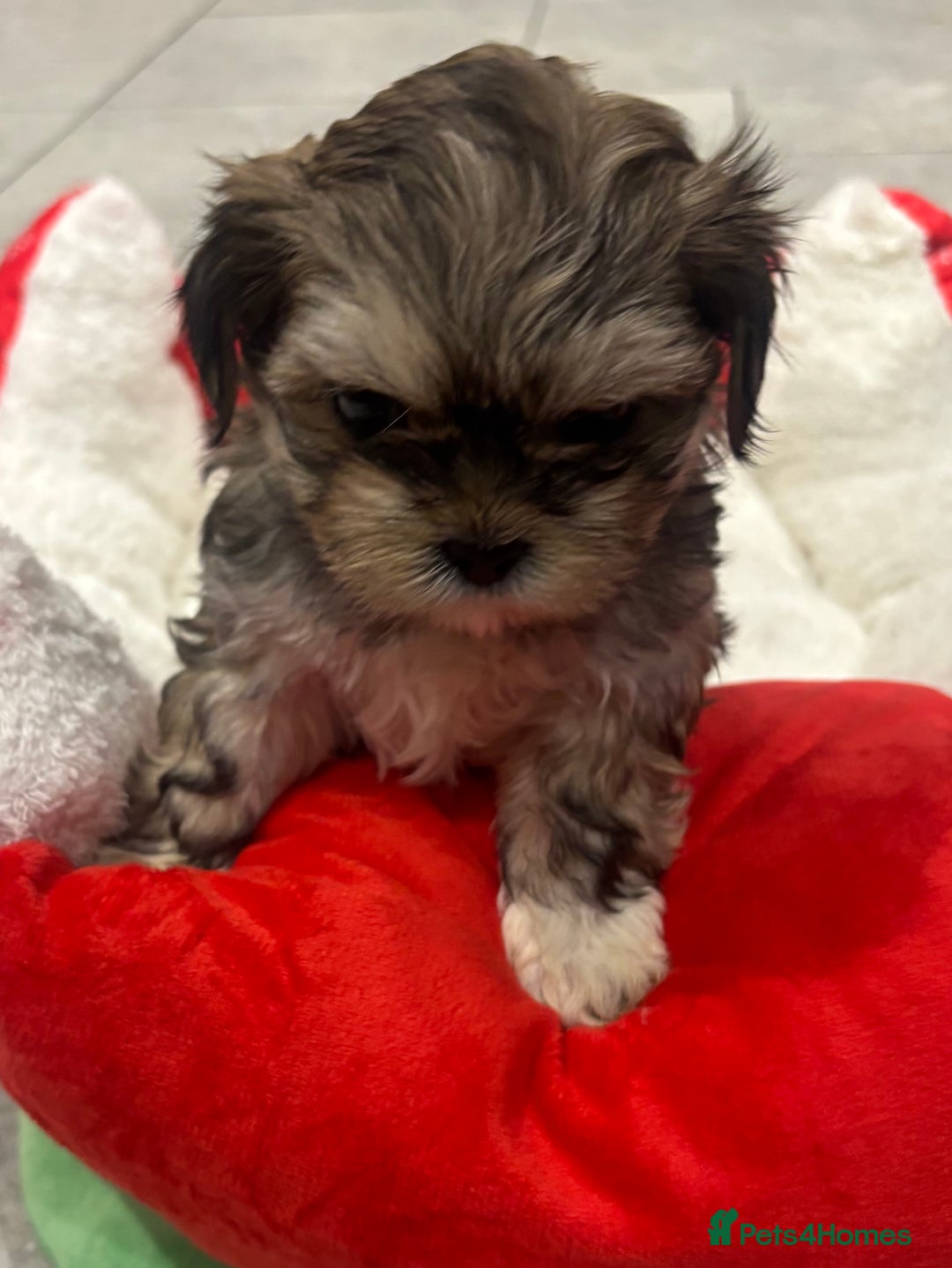 Shih Tzu dogs for sale: Beautiful Shih Tzu puppies - Image 12