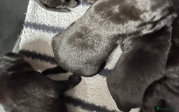 Cockerdor dogs for sale: 5 beautiful cockerdor puppies  - Image 3