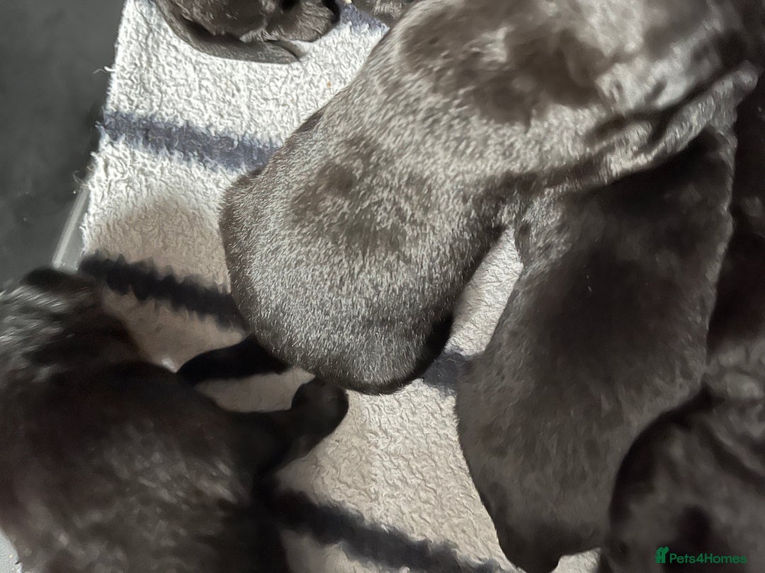 Cockerdor dogs for sale: 5 beautiful cockerdor puppies  - Image 3