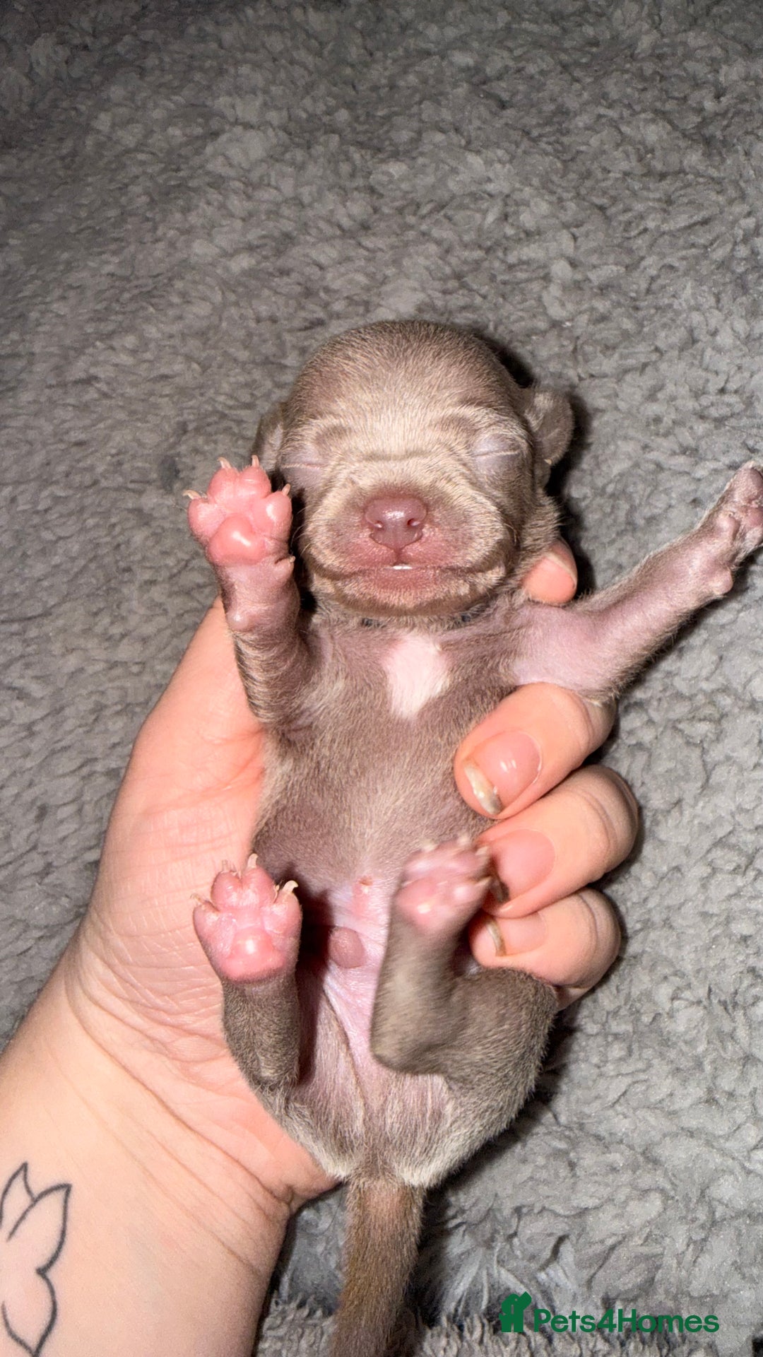 Chihuahua dogs for sale: Stunning Lilac & Blue Chihuahua Puppies - Advert 4