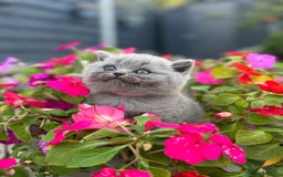 British Shorthair cats for sale: GCCF Registered British Shorthair kittens  - Image 15