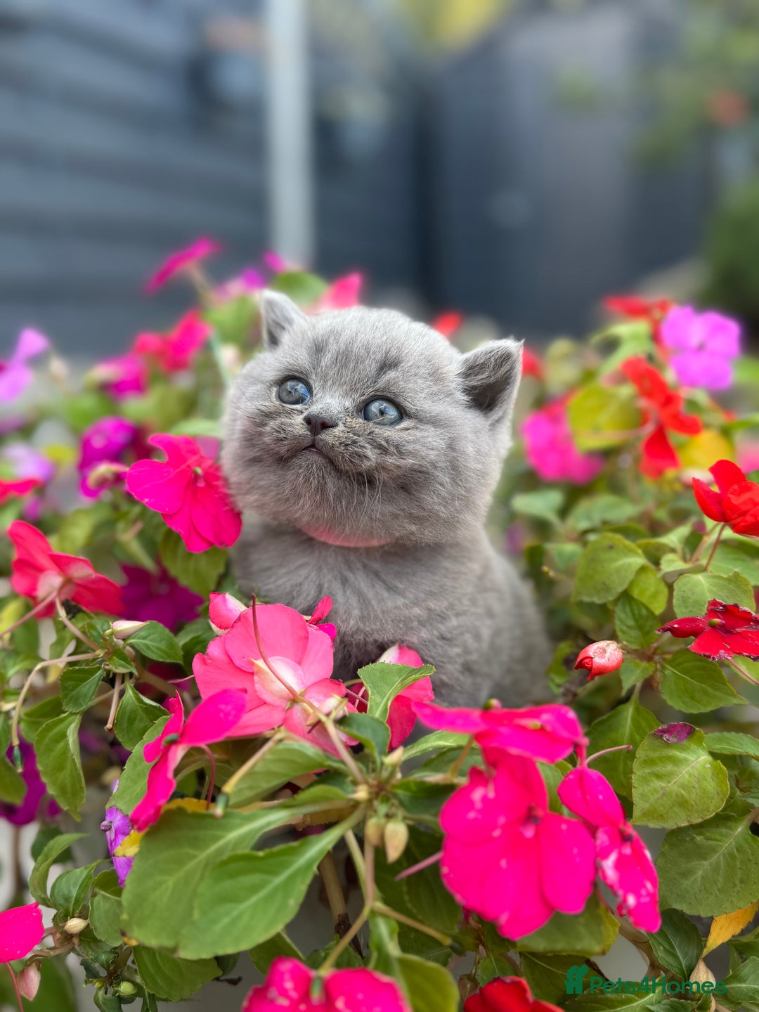 British Shorthair cats for sale: GCCF Registered British Shorthair kittens  - Image 15