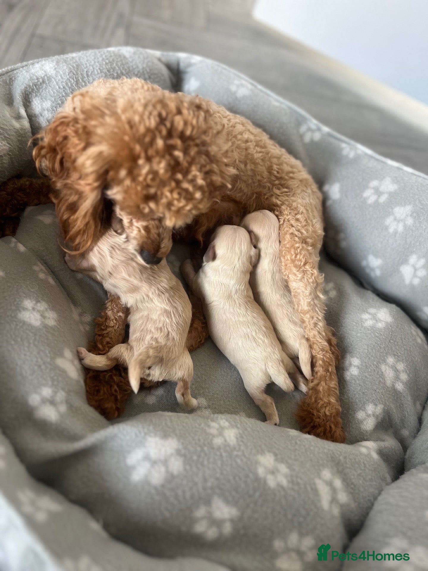 Maltipoo dogs for sale: OUTSTANDING TOY/KOREAN MALTIPOOS  - Advert 2