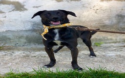 Mixed Breed dogs for adoption: 🐶💖 MOLLY 💖🐶 - Image 3