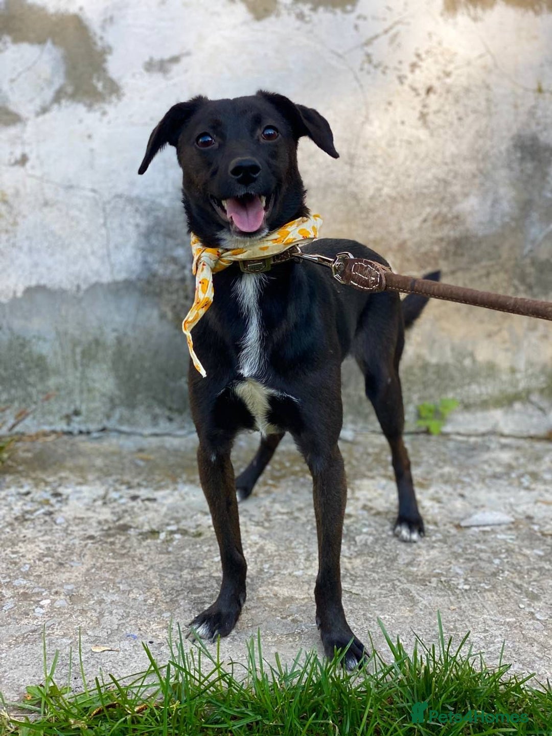 Mixed Breed dogs for adoption: 🐶💖 MOLLY 💖🐶 - Image 3