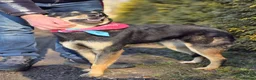 Mixed Breed dogs for adoption: ❤️🐶 CHLOE – THE DOG FOSTERS FALL IN LOVE WITH in Burton-on-Trent - Advert 16