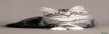 Siberian 1