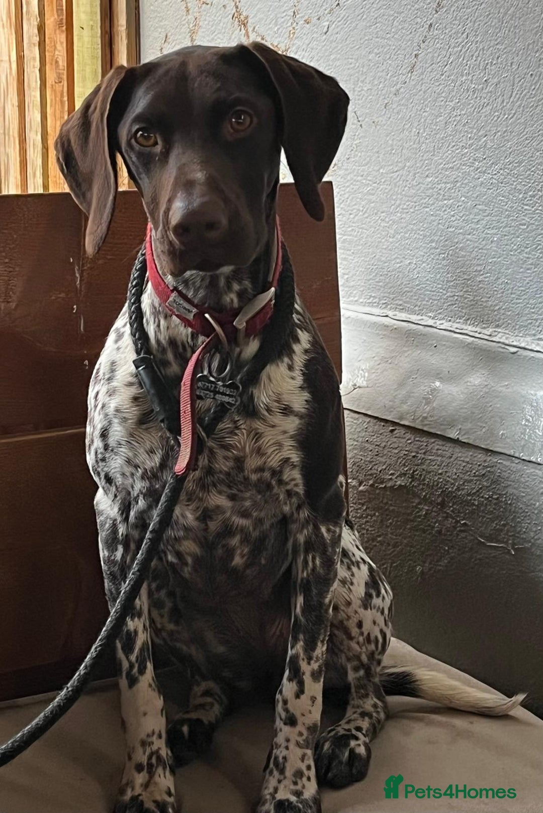 German Shorthaired Pointer dogs for sale: GSP Litter due 12th August  - Image 8