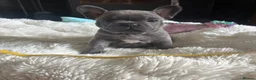 French Bulldog dogs for sale: Beautiful French bulldog pups - Advert 3