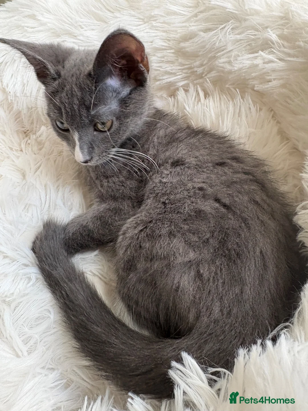 Mixed Breed cats for sale: White and grey kitten - Advert 2