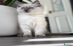 Ragdoll cats for sale: Beautiful Ragdol babies ready to leave  - Image 19