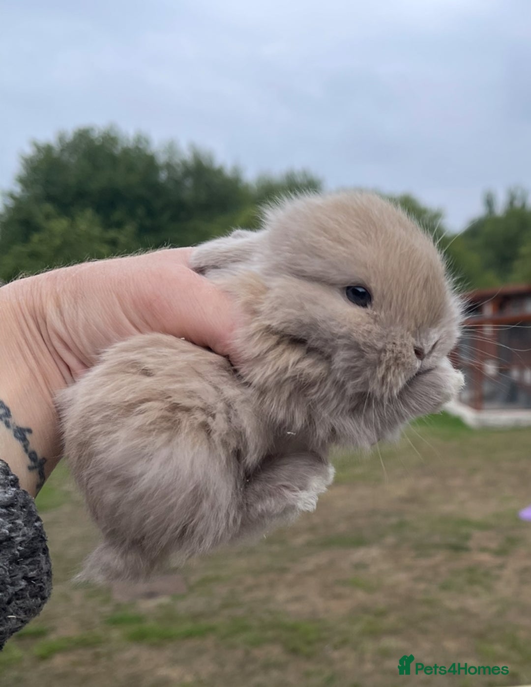 Mini Lop rabbits for sale: Baby mini lops ready to reserve !! - Image 34