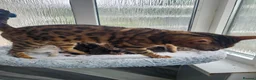 Bengal cats for sale: Stunning Bengal Kittens - Advert 8