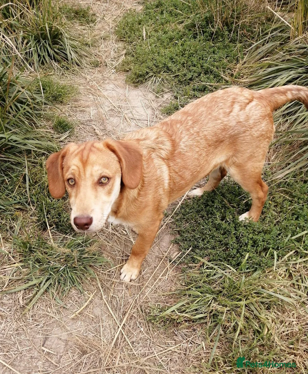 Mixed Breed dogs for adoption:  💙PRINCE💙: 8-month-old small-/low-medium boy - Advert 2