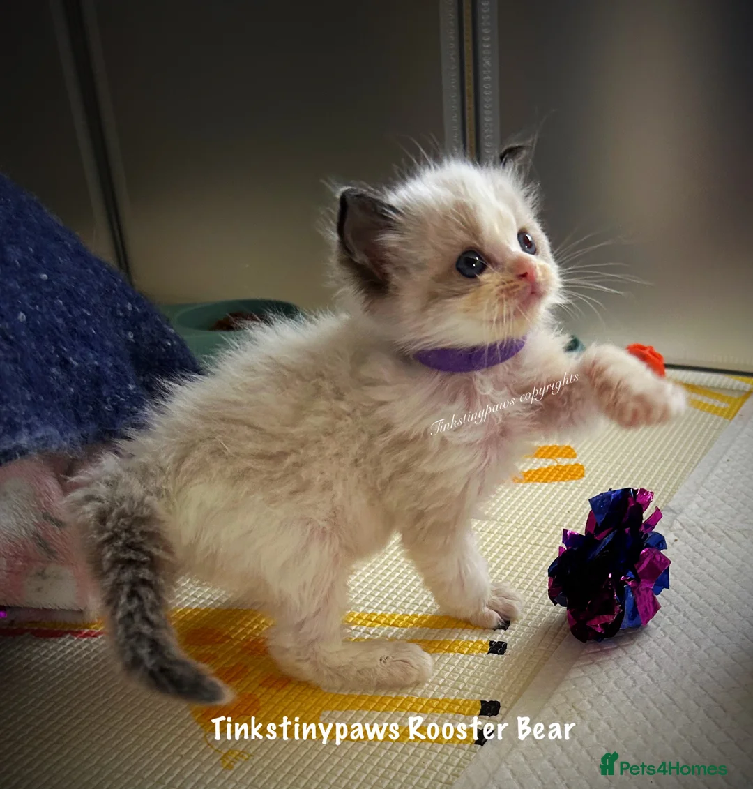 Ragdoll cats for sale: Seal bicolour ragdoll  - Advert 13