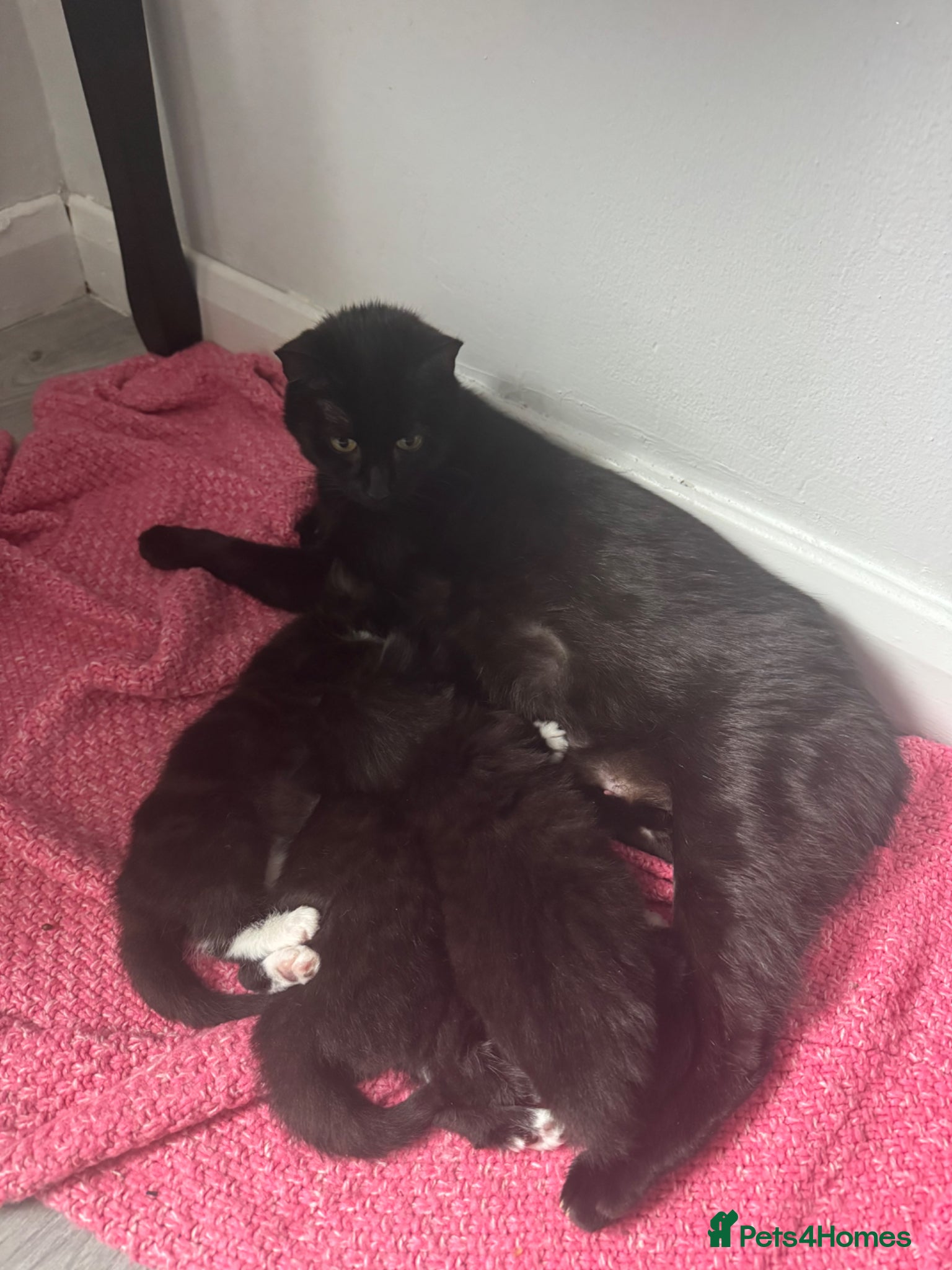Mixed Breed cats Kittens for sale  - Advert 3