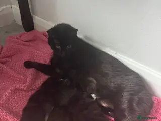 Mixed Breed cats Kittens for sale - Advert 1