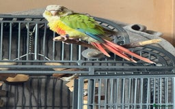 Conures birds for sale: Pineapple Conure  - Image 1