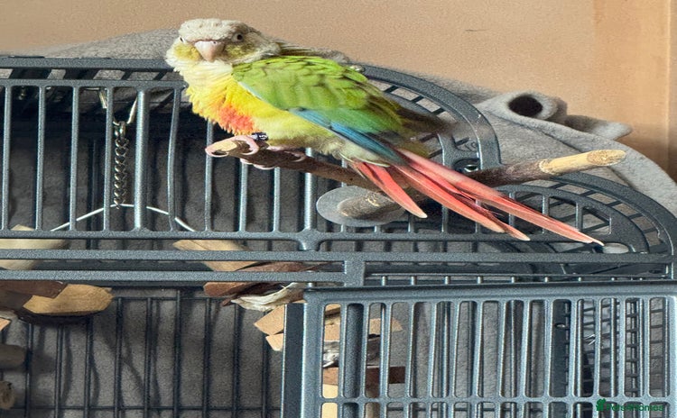 Conures birds - Advert 2