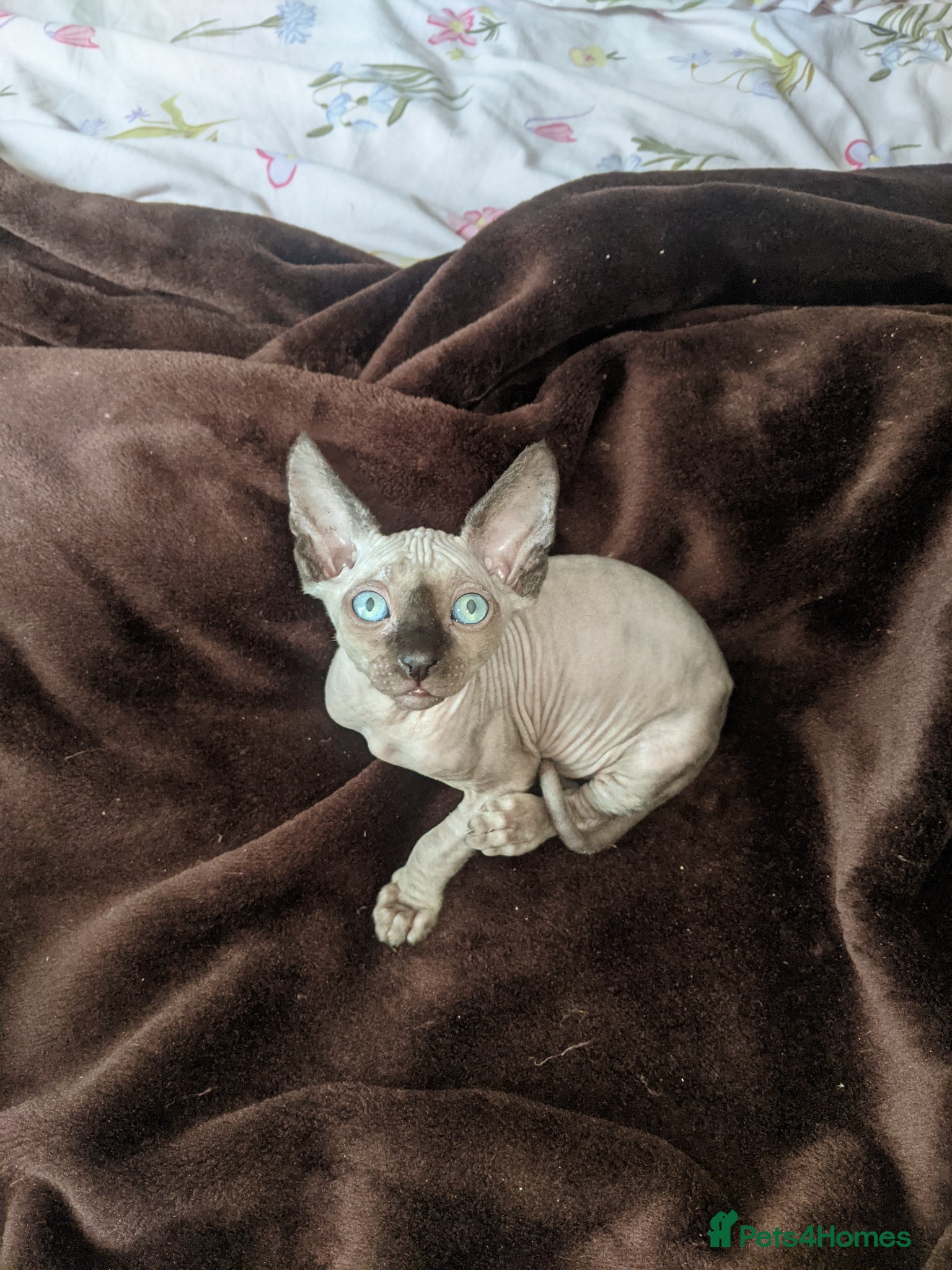 Sphynx cats Super beautiful Sphynx kittens  - Advert 14