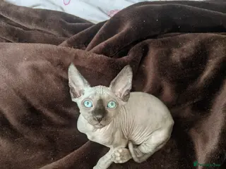 Sphynx cats Super beautiful Sphynx kittens - Advert 14