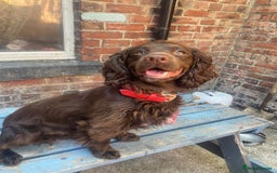 Cocker Spaniel dogs for stud: For stud - Image 2