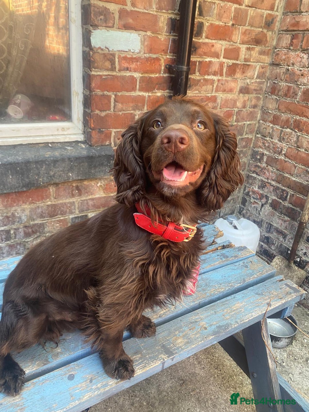 Cocker Spaniel dogs for stud: For stud - Image 2