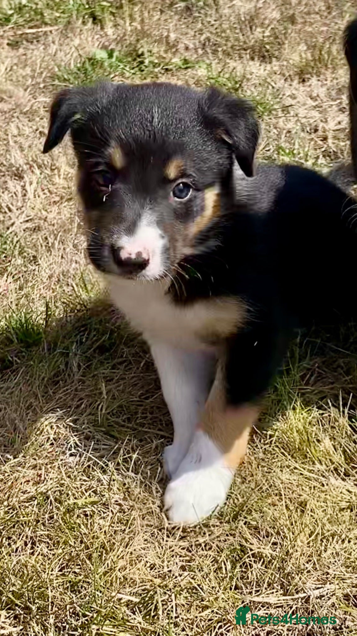 Border Collie dogs Beautiful Border Collie Puppies - Advert 6