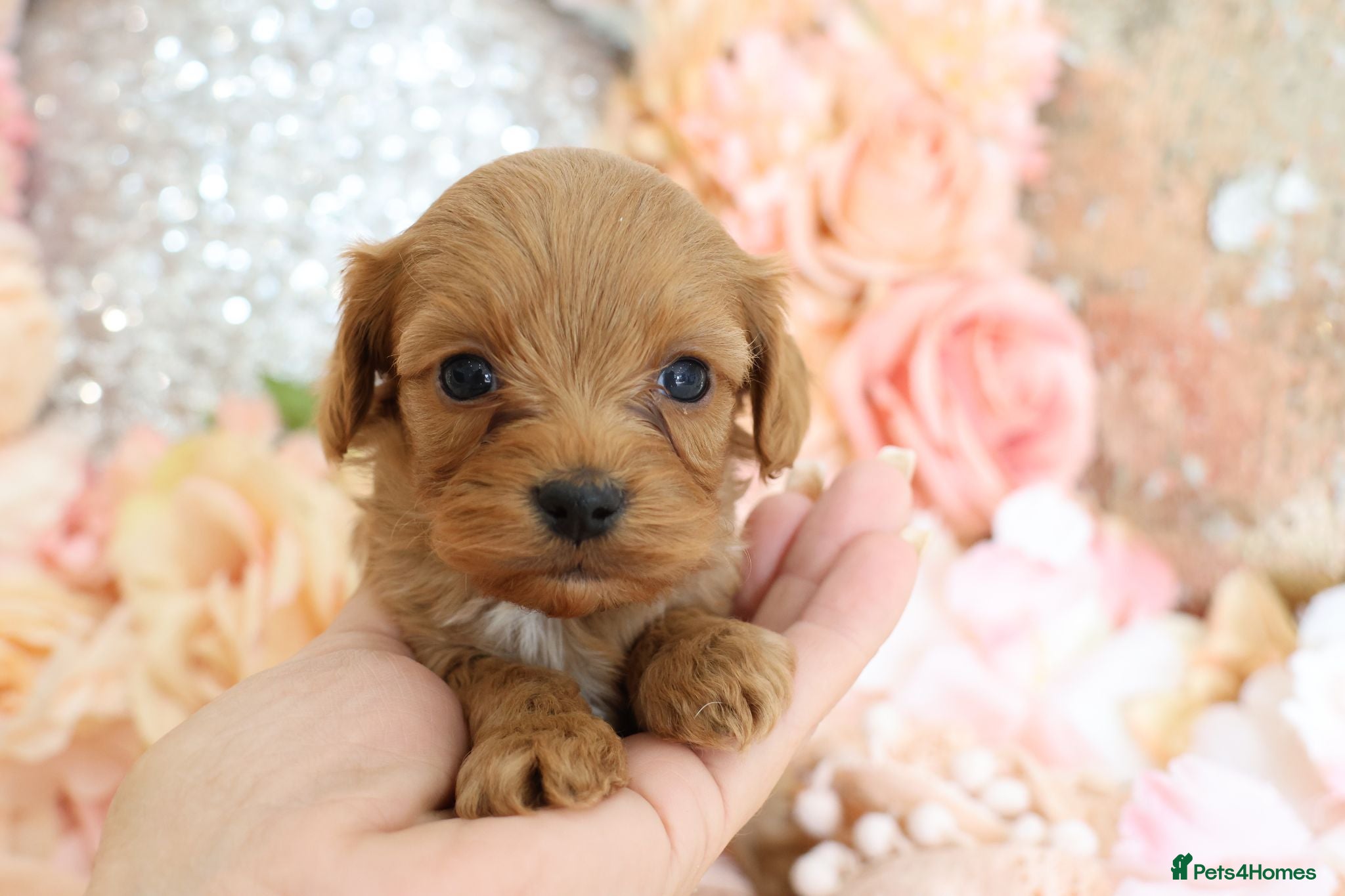 Cavapoo dogs *HEALTH TESTED* CAVAPOOS - Advert 2