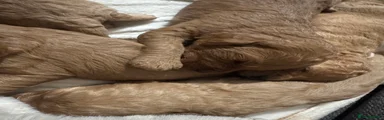 Cavachon 6